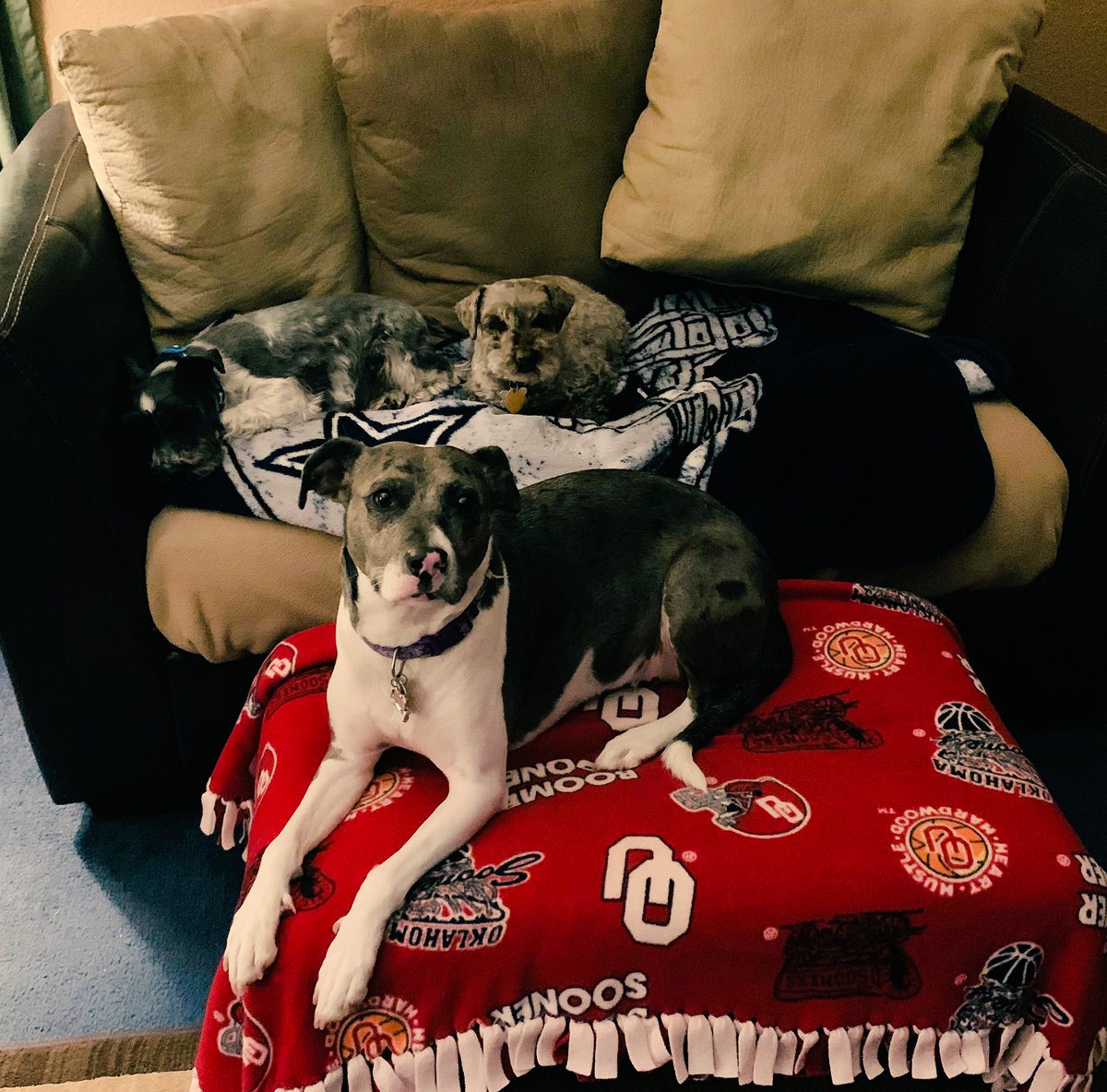 MelissaSHunt's tweet image. Callie is my rescue that is not fond of other dogs, especially small dogs, but she is so gentle &amp;amp; protective of these two. They’re a friend’s rescue pups &amp;amp; it’s like Callie knows they’ve had a rough life too and need her love.  #dogsitting #dogsknow #unconditionallove
