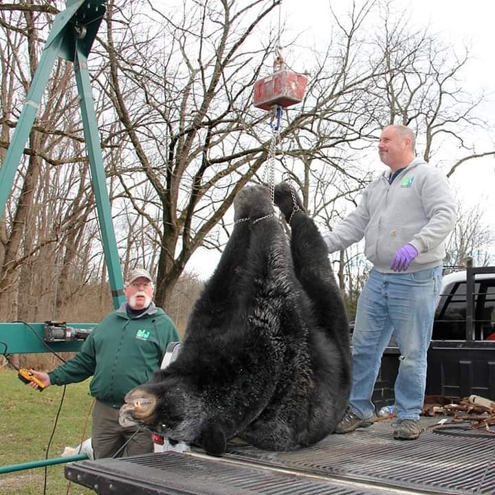 @GovMurphy here is one of the Bear's killed in your hunt today. There was also a 69 lb baby cub. What is wrong with you? You made a campaign promise to end this.#stopthenjbearhunt #stopthehunt #bearslivesmatter #compassionoverkilling #quitsuckingtrumpsdick