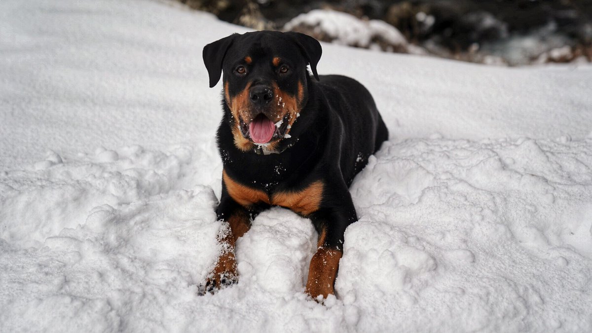 justingroach's tweet image. He is truly obsessed with the snow