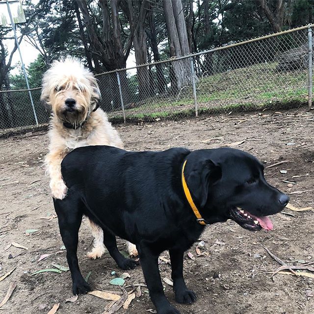 nmjstone's tweet image. Monday’s at the dog park 🐿