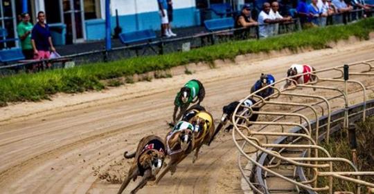 . <a href="/Forbes/">Forbes</a> Magazine reports: As dog racing fades away, the trend is with the greyhounds. @bydavecaldwell #GoodbyeCruelty g2kww.org/2ARsTXt