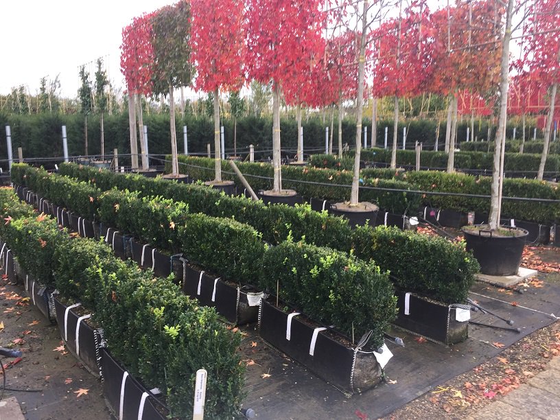 HedgeplantsC's tweet image. Buxus sempervirens - 1m ReadyHedge Bag - From £189 Delivered inc VAT #BoxHedging #BuxusHedging #BoxHedge #GardenDesign #ReadyHedge  hedgeplants.com/product/buxus-…