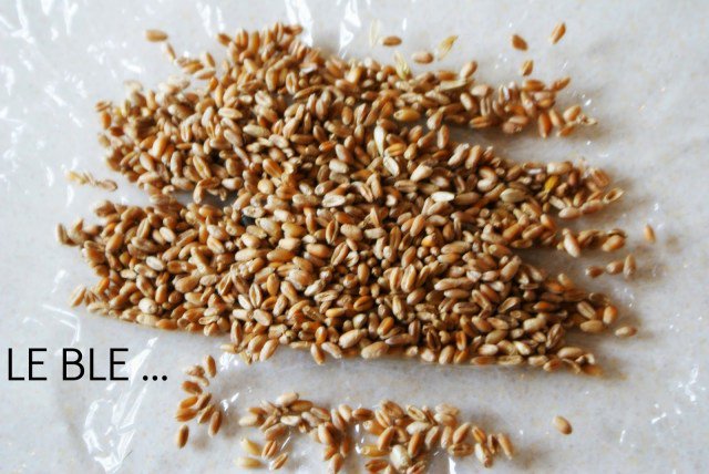 VarPourEnfants's tweet photo. Pensez à planter votre blé #MardiConseil #saintebarbe 
https://t.co/gjZpI3TfLN #tradition #Provence https://t.co/iHjCDnFQ24