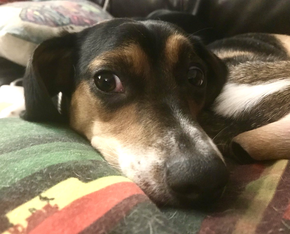 I know it is the time for doing the snoozes and I have the tireds. But my ears are doing the hearing of sounds that might be things I can eat! How can I do the snoozes now?