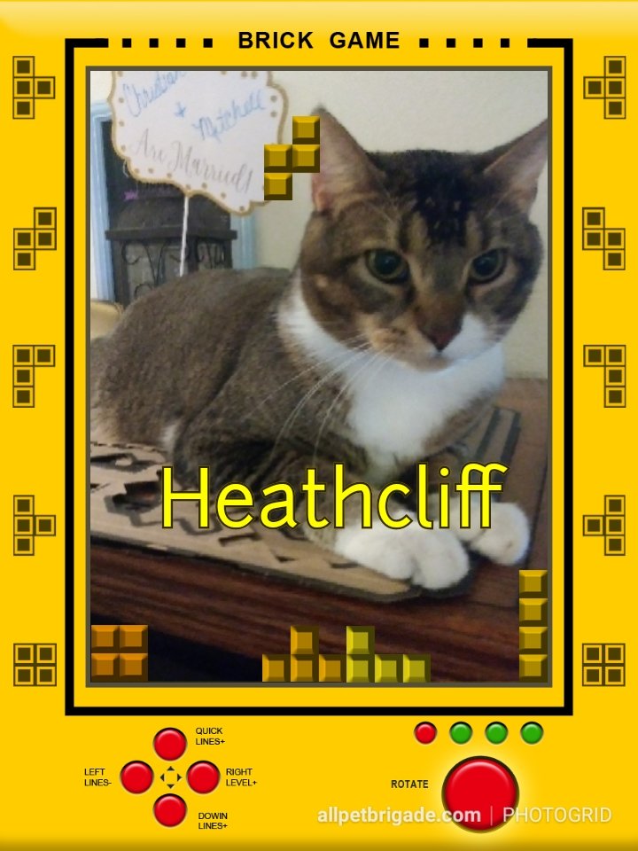 AllPetBrigade's tweet photo. 'Time To Play!' Heathcliff is available for #adoption. Plz RT & Share to help get his #story out. #apbpets #opt2adopt #cats #manxworld https://t.co/RZzLNqLfP5