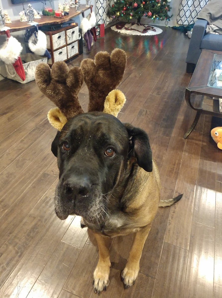 s_rving's tweet image. Santa’s new reindeer! #Mykka #Dogcostumes #happyholidays2018