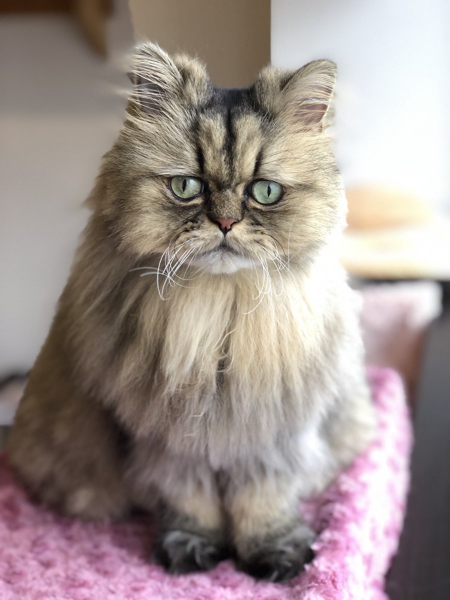 っ ゲームと猫の人 V Twitter 一人でリラックスできる時間が増えて 嬉しいらしいちょこてゃん 猫カフェラグドールチョコ っ ゲームと猫の人 V Twitter 一人でリラックスできる時間が増えて 嬉しいらしいちょこてゃん 猫カフェラグドールチョコ