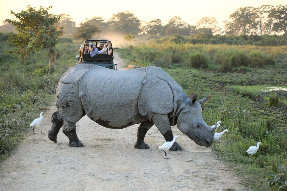 CameronKerrTCSA's tweet image. We've been lucky enough to come across this majestic Greater One-horned Rhino on Day Eight of our journey through India. Here in Kaziranga National Park, a sanctuary and World Heritage site is home to two-thirds of the world’s Greater One-horned Rhinos. #ForTheWild