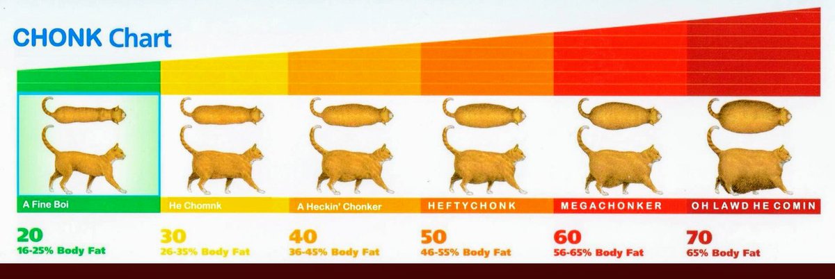 Chonk Cat Chart