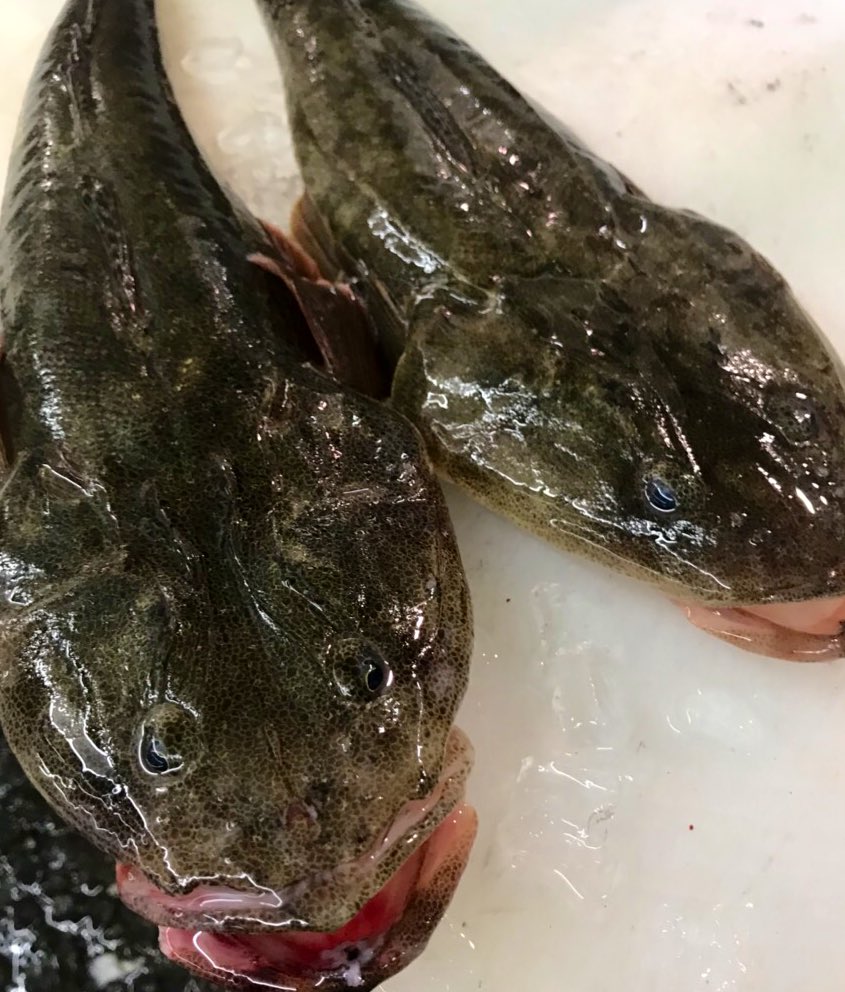 うおたく 茅ヶ崎の魚屋 魚卓 茅ヶ崎産 真コチ 夕食に合わせて刺身 切りたて 魚屋の社長 魚屋の日常 魚 魚屋 魚卓 茅ヶ崎 採用 真コチ マコチ マゴチ