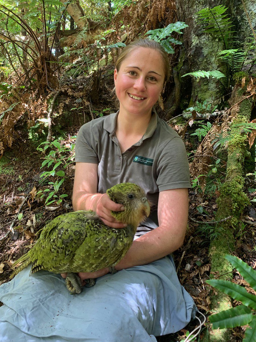 Kakapo ranger sitting holding a kakapo.