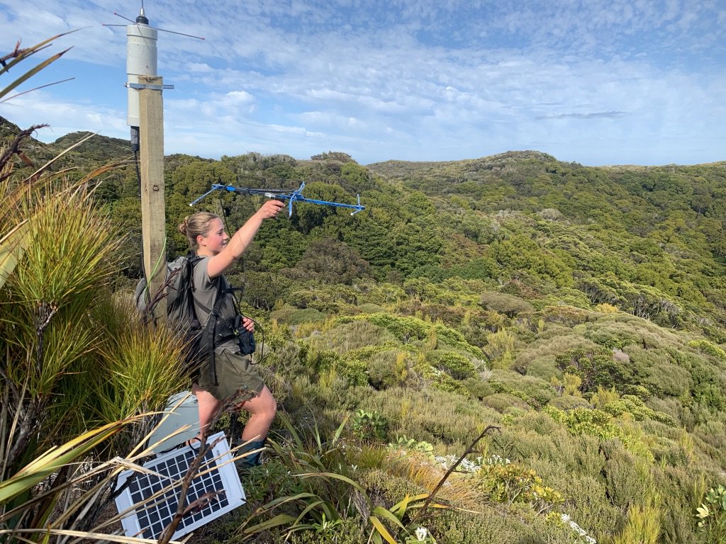 Kakapo ranger using radio telemetry equipment to track kakapo, next to a data logger station, on Whenua Hou/Codfish Island