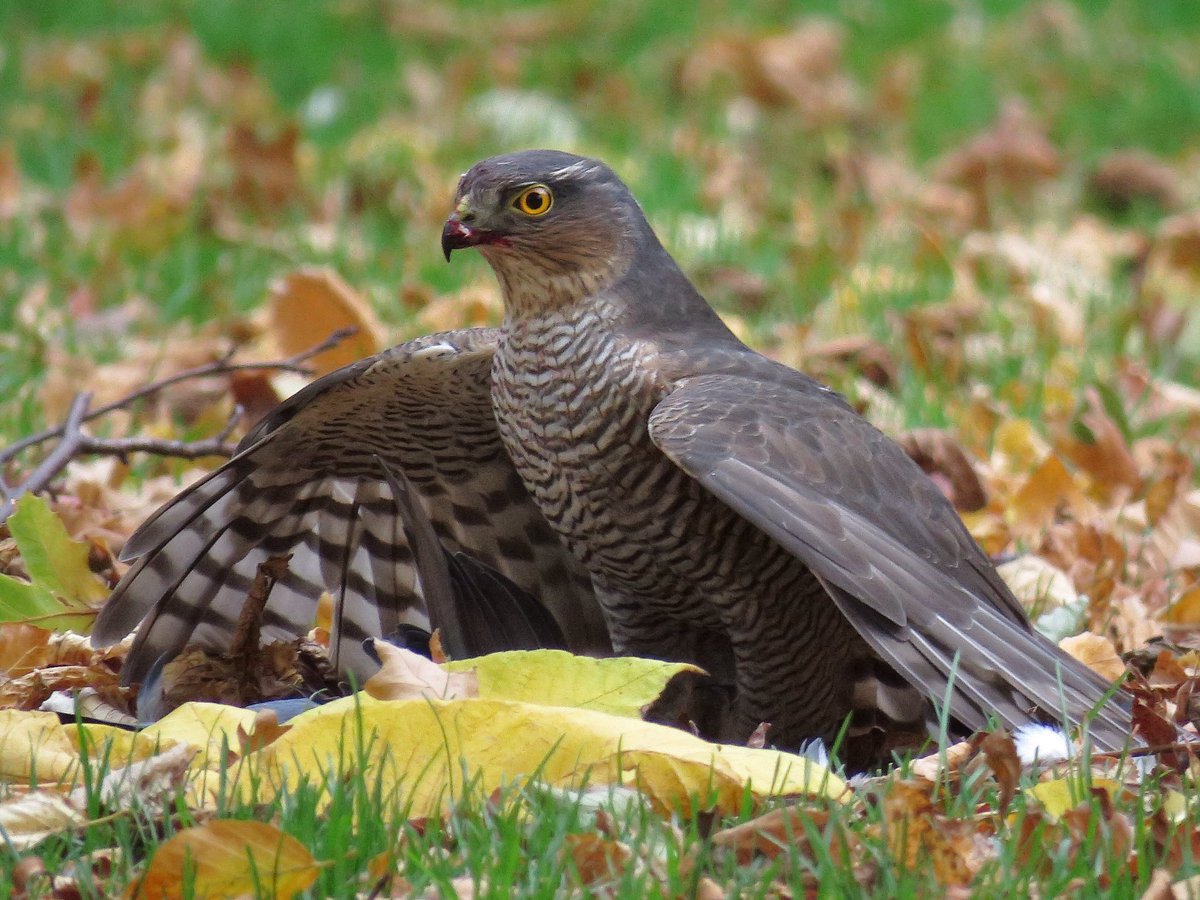 rbgenature's tweet photo. A flashback to our sparrowhawk @TheBotanics taken by @GazingAtTrees
.
.
#bird #NaturePhotography #Raptors https://t.co/6NULfbZL4N