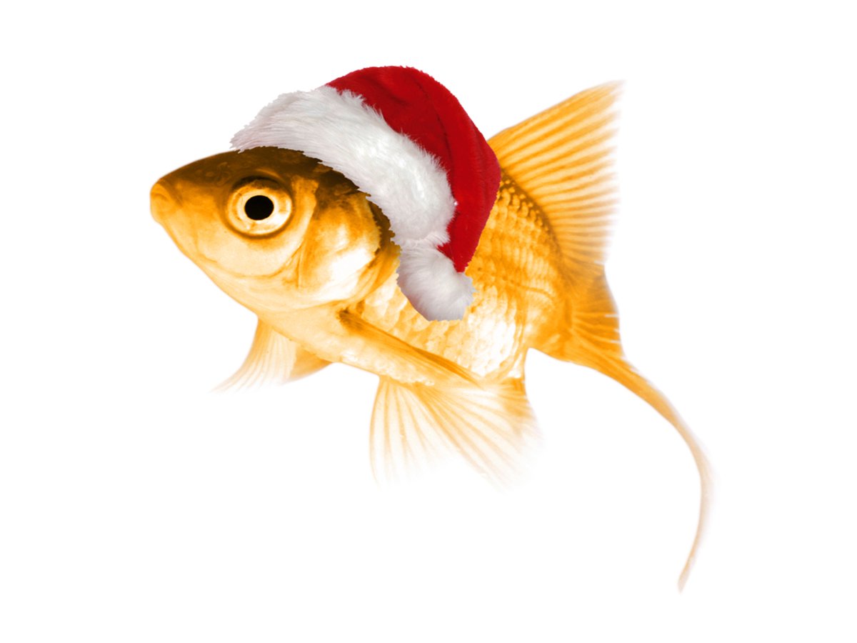 Morgen is het Sinterklaasavond, maar toch willen wij jullie al informeren over onze gewijzigde openingstijden rondom de Kerst. Op maandag 24/12 zijn wij gewoon open. Op Eerste en Tweede Kerstdag zijn wij gesloten. Houd hier alvast rekening mee en geef tijdig uw bestelling door.