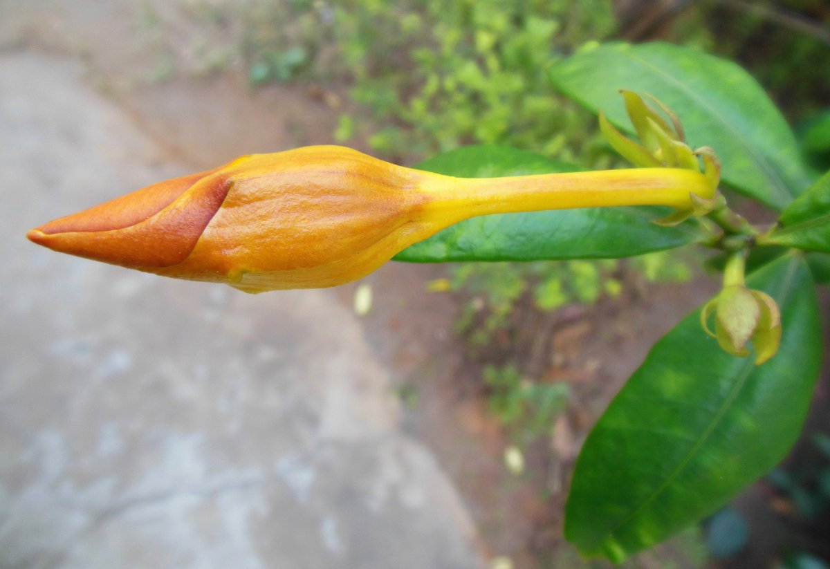 bispattweb's tweet image. 📸Upload photographs and earn money. It is as simple as that.
shutr.bz/2PhvNdt
Visit my profile
shutr.bz/2QdogBG
Learn more by clicking the above links.☝️👍
#photography #Flowers #naturelovers #naturephotography #shutterstock #stockphoto