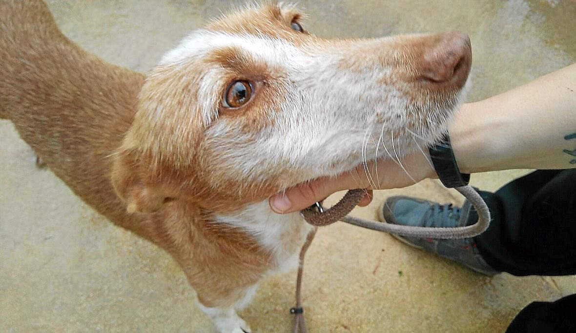 PartidoPACMA's tweet photo. El 40% de los cachorros que ahora se comprar o regalan, serán abandonados dentro de unos meses. 😢

No compres a quien formará parte de tu familia. #AdoptaFelicidad 🐶😍

#FelizMartes https://t.co/zklgZTR5QX