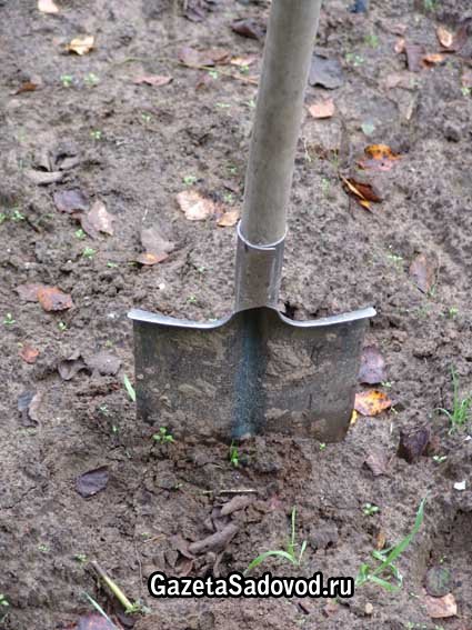 gazetasadovod's tweet image. Как и когда вносить #удобрения в почву » &quot;Газета #садовод&quot; - сетевое издание gazetasadovod.ru/udobr/5983-kak…