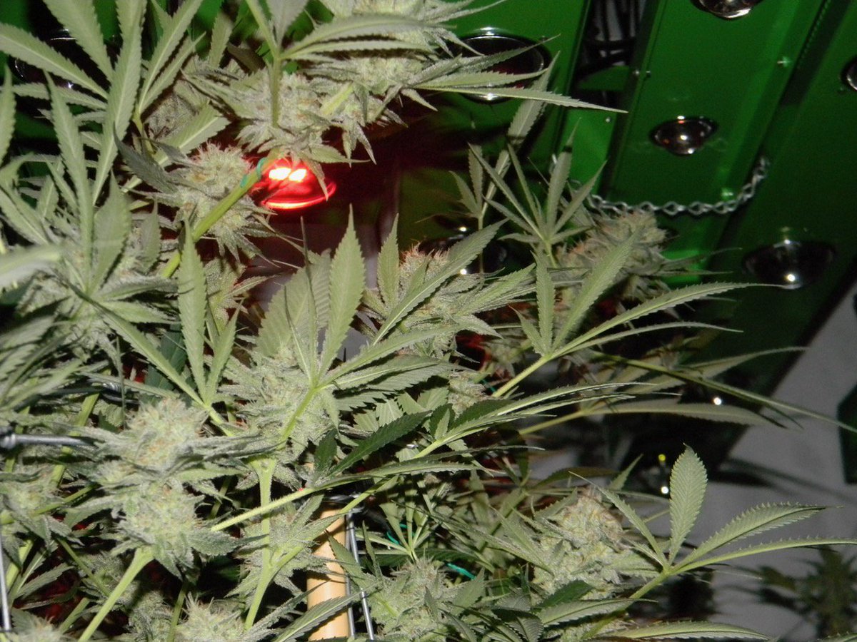greenfusionled's tweet photo. @greenfusionled🌈#quickfinish #supplementallight-just one of our specialized #lights👽👨🏾🔬This one helps you plants finish faster=shorter time in flowering #fulllightspectrum #ledgrowlights #ledgrown #marijuananews #growers @420linksuk @imperious_expo @EmeraldZoo @KnightroGlisten https://t.co/o2xRpdA3wx