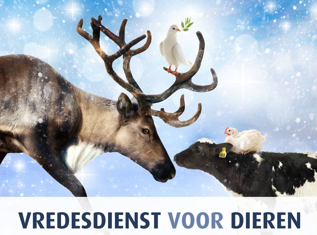 ComiteDNH's tweet photo. KOM OOK NAAR DE 5e VREDESDIENST VOOR DIEREN!
22 december 2018 in de Nassaukerk
De Wittenkade 111, 1052 AG in Amsterdam 
(Goed met openbaar vervoer te bereiken)
INLOOP: 14.30 uur • AANVANG: 15.00 uur
Bezoek > https://t.co/iuazwVozOi https://t.co/y0EWQoAurh