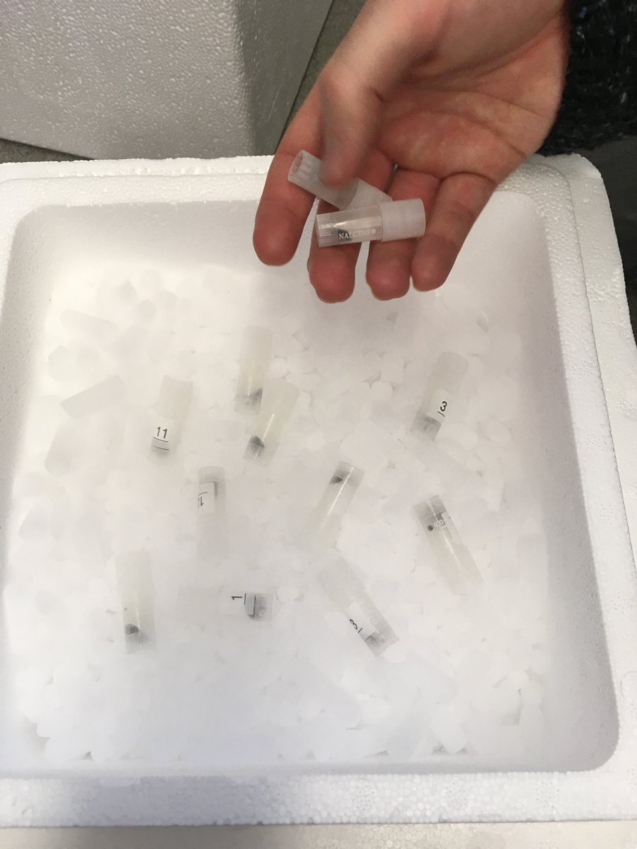 HydRegen_Oxford's tweet photo. Exciting day for the @HydRegen_Oxford team @vincentgroupox as our first batch of particles are sent off to @BiotechDelft @tudelft @Caroline_E_Paul. Veel success! #biocatalysis #biotech https://t.co/lJLSDgH1sf