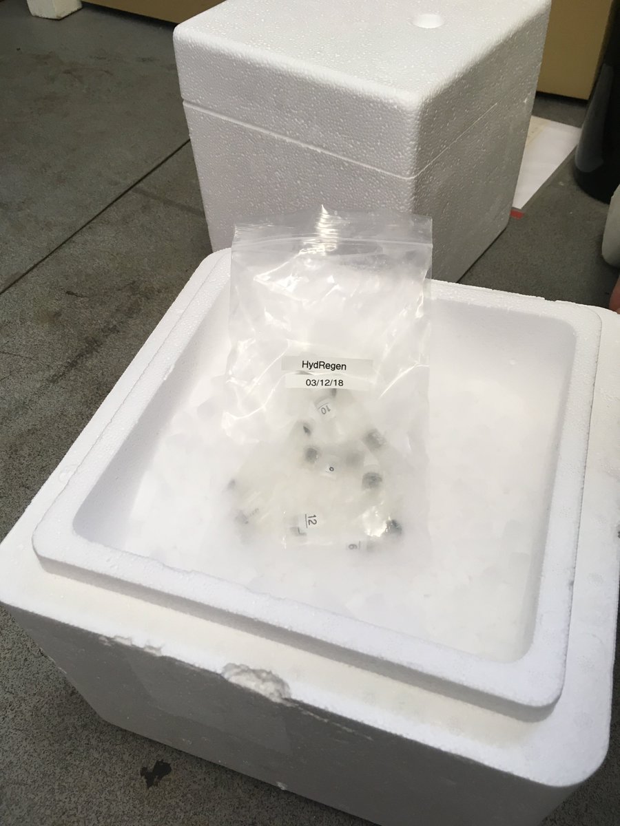 HydRegen_Oxford's tweet photo. Exciting day for the @HydRegen_Oxford team @vincentgroupox as our first batch of particles are sent off to @BiotechDelft @tudelft @Caroline_E_Paul. Veel success! #biocatalysis #biotech https://t.co/lJLSDgH1sf