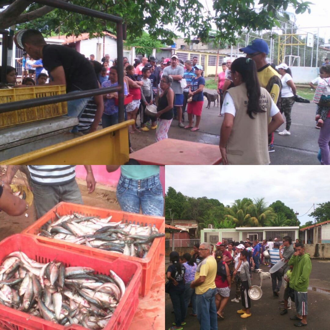 SGECaroni's tweet image. 250 familias aproximadamente fueron beneficiadas en Jornada de sardina en Frontera de Guaiparo, CLAP &quot;Unidos todos venceremos&quot; de la parroquia Dalla Costa, para un total de 600kg distribuidas por INSOPESCA y la Secretaría de Gestión Económica.
#TodoElPoderParaLosCLAP @OviedoPSUV