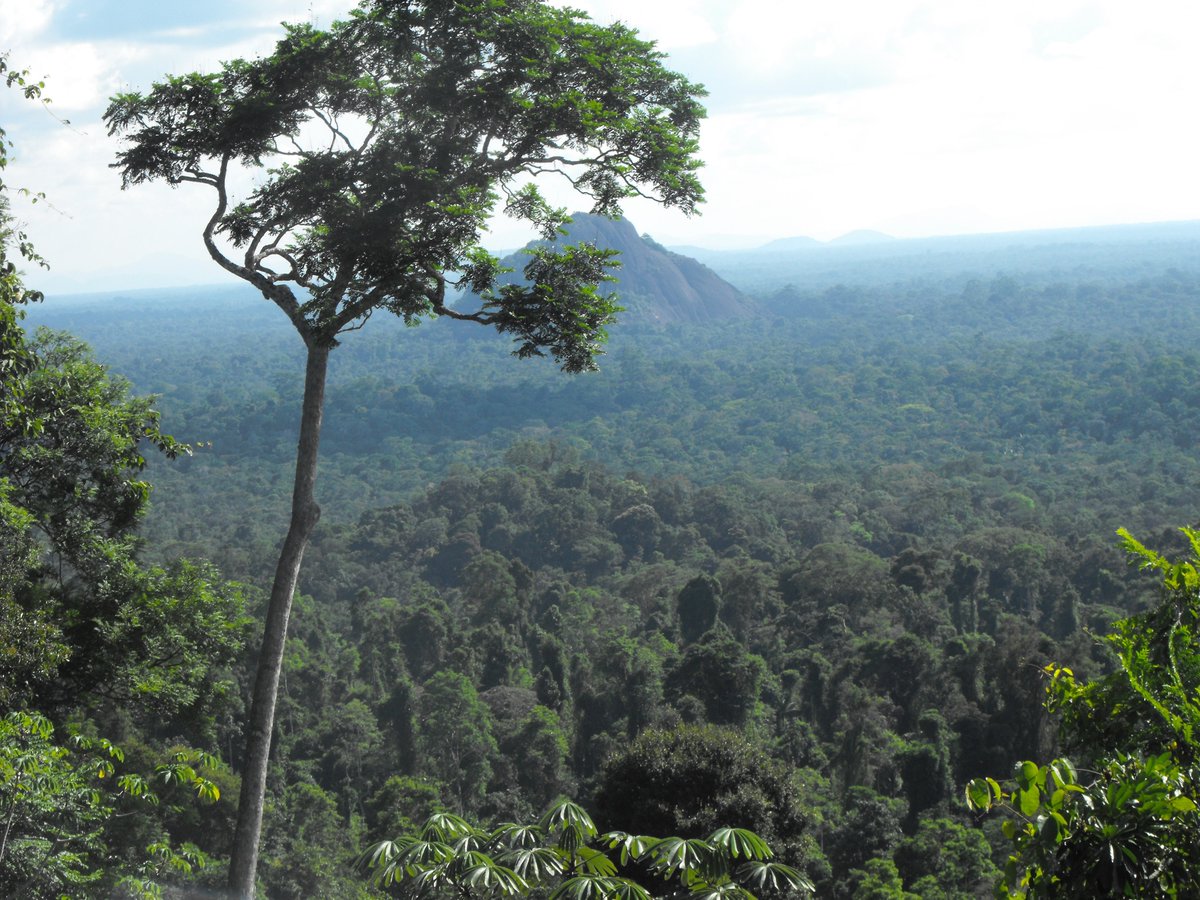 sizeofwales's tweet photo. Tropical forest protection + restoration can deliver 30% of the solution to climate change yet is <1% of the conversation on #ClimateAction. We're hoping it receives lots more coverage at #COP24 this year and is no longer the #ForgottenSolution
photo credit: @ForestPeoplesP https://t.co/GEQoN2jp55
