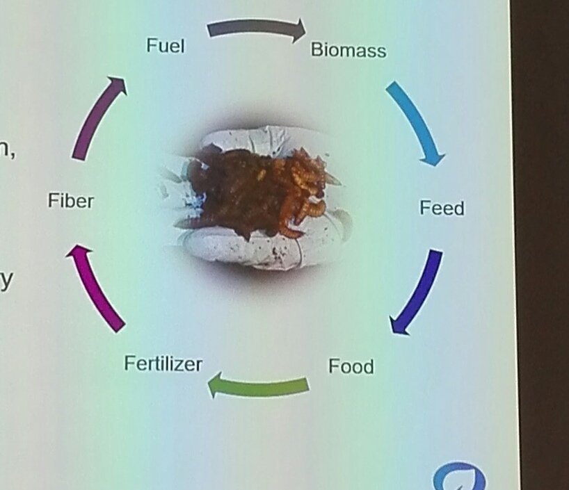 Jarkko_Niemi's tweet photo. #Insects can be exploited at different steps in the biomass cycle. Upscaling, expanding the business, and adjusted regulations, among other things, are required to schieve projected growth, says Susanne Heiska at the #ENTOLAB #NJF Nordic seminar. #food #feed #circulareconomy https://t.co/E0XCsDCE4u