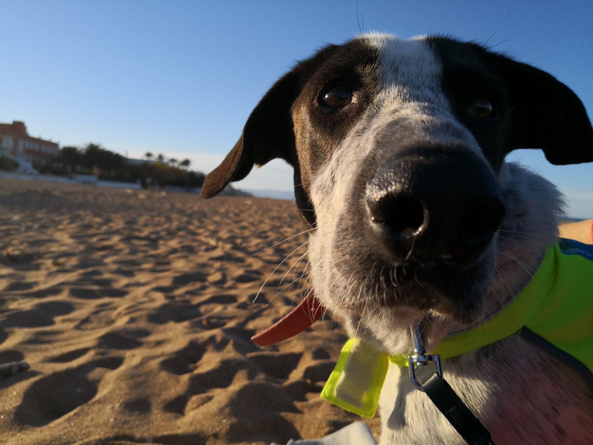 FabulousPepito's tweet photo. Friends. I have to stay with 5 other dogs at a foster aunt for a few days. Great fun. I like other dogs to play with. But what I'd really like is being with you. It's time we get to know each other. Did I mention I'd come to you throughout Europe? https://t.co/hKa1idinzj