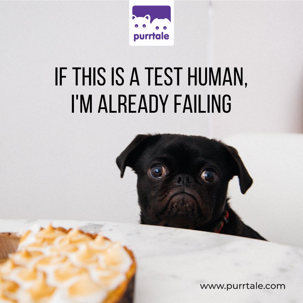 purrtale's tweet photo. That look your pet gives you when you eat something delicious
#Purrtale #dogmeme #Funnydogs #PetDog #GuiltyDogs #HungryDogs #PuppyFace #PetParenting ##PetParentProblems #PetParentIssues #Doggo https://t.co/S2Ysk7qrB0