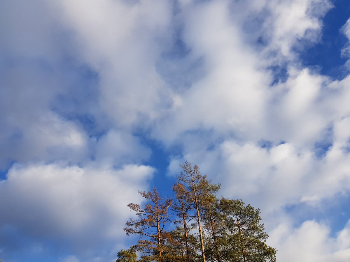 Dilyanka4's tweet photo. #sky #clouds #blue #ehite #dau #fotography #foto #landscape #landscapephotography #tree #blue #landscapelovers https://t.co/kaNOYWZCmx