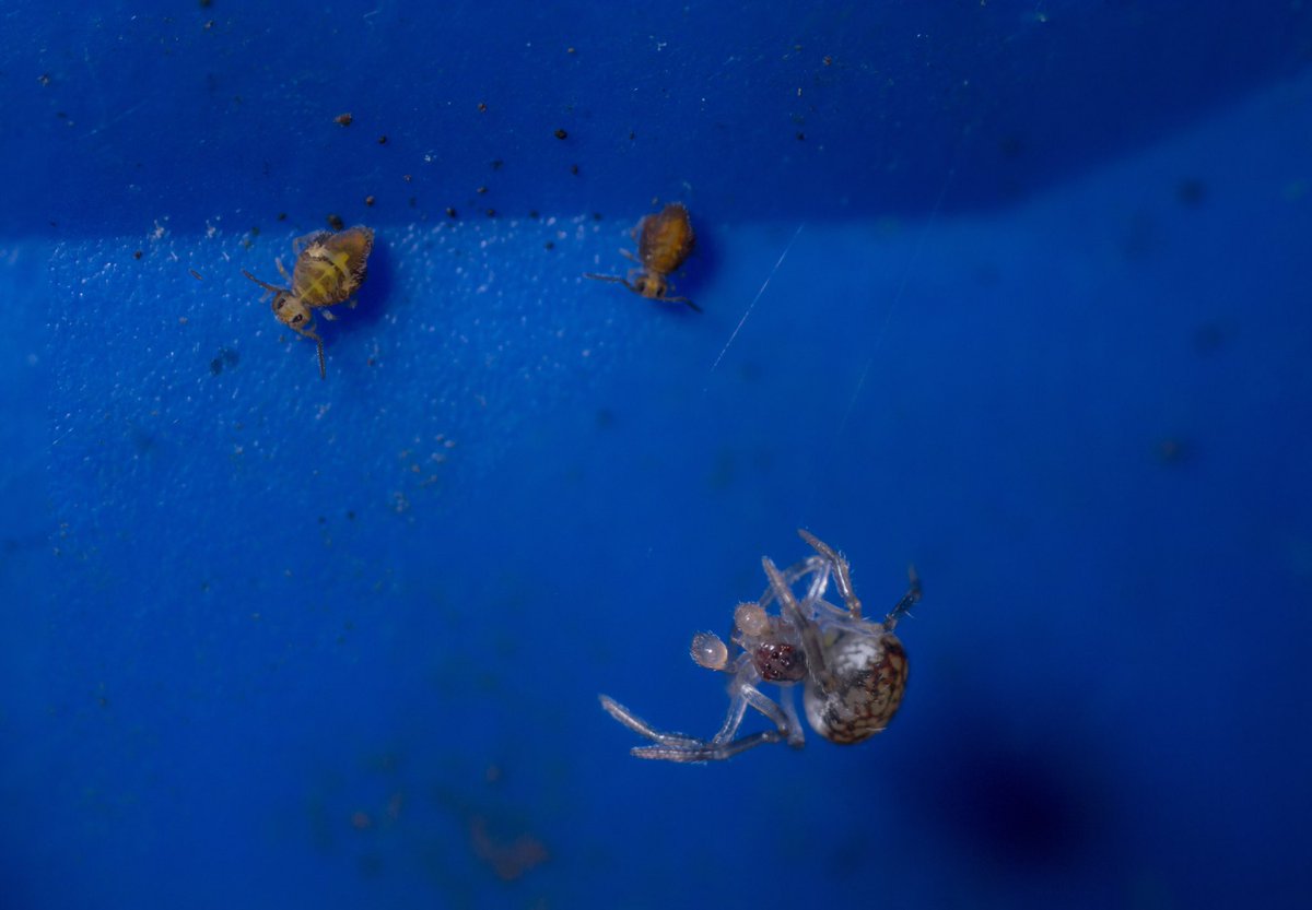 markhortonphoto's tweet photo. Brave or unobservant? Katiannidae #globbies pass under the web of a Paidiscura pallens spider, and appear unmoved by the danger! @BritishSpiders @NHM_Arachnida @theGSBI https://t.co/QbPsDD1Uy4 https://t.co/8EbuxsZDaC