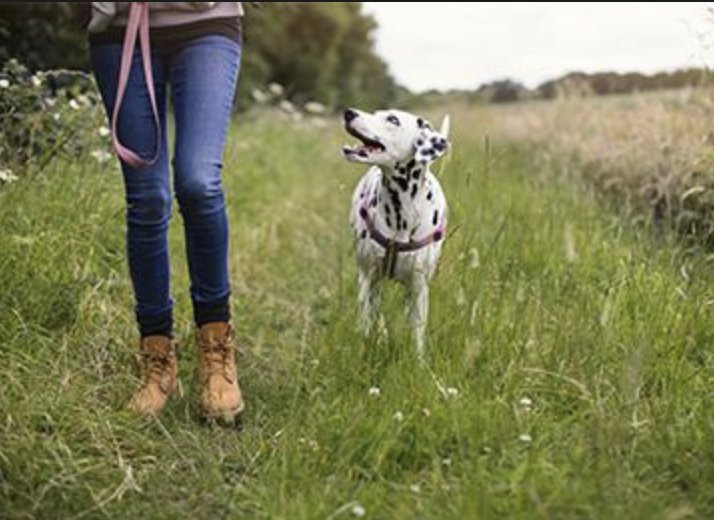 Dunsdonfarm's tweet photo. Lovely to hear such nice feedback from one of our guests..."This must be one of the nicest luxury dog friendly holiday cottages in England." Find out why... https://t.co/uvHM09mZ1u https://t.co/fCL4GDWnBm
