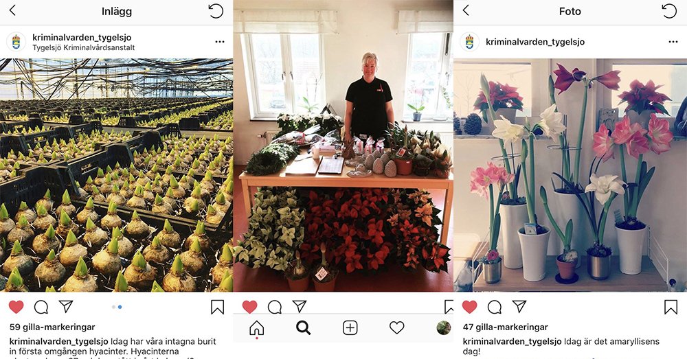 Kriminalvarden's tweet image. Anstalten Tygelsjö utanför Malmö finns nu på Instagram. Där berättar handelsträdgårdens medarbetare om verksamheten (där cirka 25 intagna har sysselsättning), gårdsbutiken och arbetet med att förhindra återfall i brott. #krimvård instagram.com/kriminalvarden…
