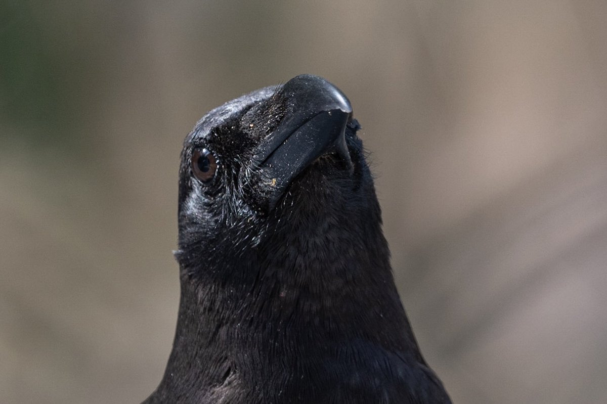 dottyhdoherty's tweet photo. @GabrielleBates @lutherxhughes @poetrymagazine Heart-wrenchingly beautiful and haunting. A gift of a poem. These jungle crows I photographed in India seem to resonate with Hughes’ words. https://t.co/KZtfArnX6k