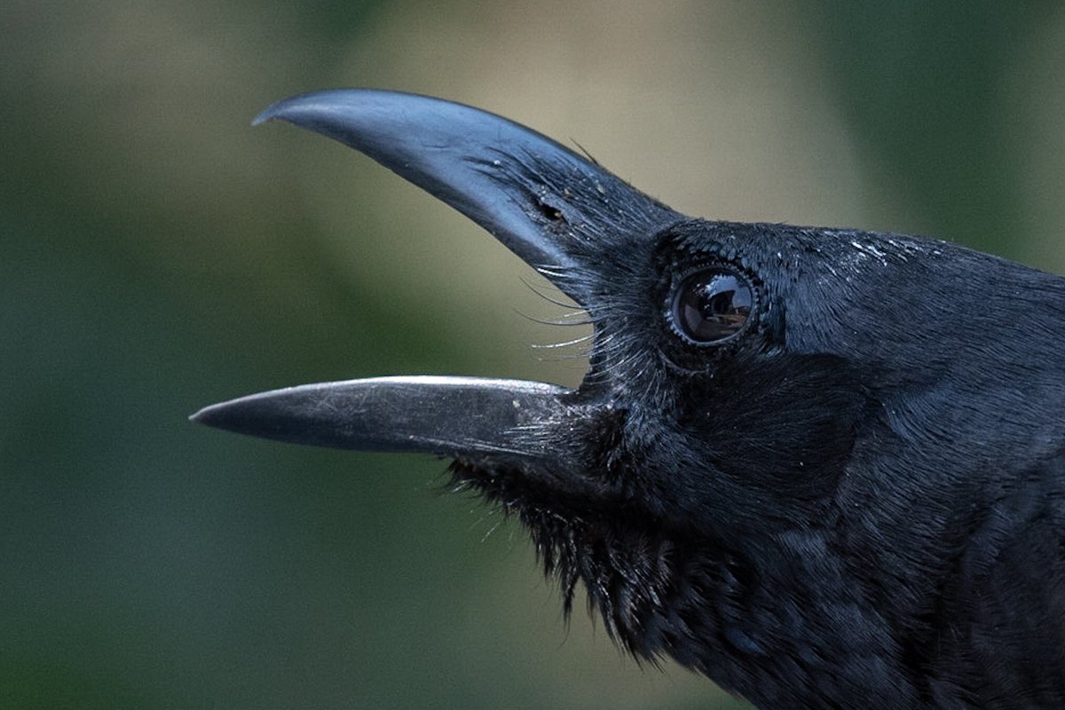 dottyhdoherty's tweet photo. @GabrielleBates @lutherxhughes @poetrymagazine Heart-wrenchingly beautiful and haunting. A gift of a poem. These jungle crows I photographed in India seem to resonate with Hughes’ words. https://t.co/KZtfArnX6k