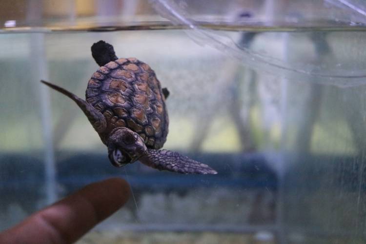 2OceansAquarium's tweet photo. What's life like for a rescued #seaturtle at our rehab centre? π’
https://t.co/AYwXXUwVaF #capetown #projectturtle #saveourturtle https://t.co/JBuce9BGT0