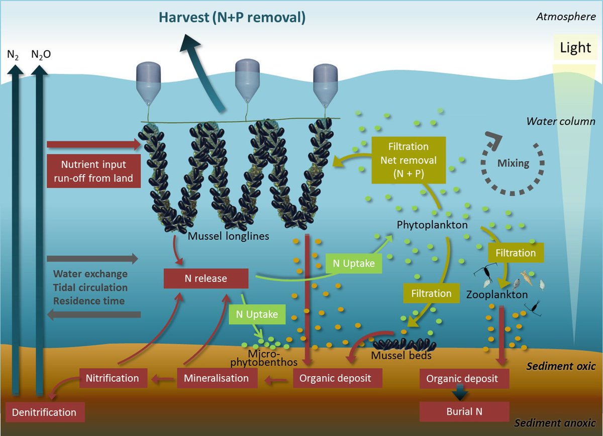 BioGeoSte's tweet photo. "Nutrient extraction through bivalves" just published in the book "Goods and services of marine bivalves". #Denitrification #Bivalve #farming @SpringerGeo @SpringerOpen 
Read more here:
https://t.co/9sMyAG5kab https://t.co/cnkfLeAkuO
