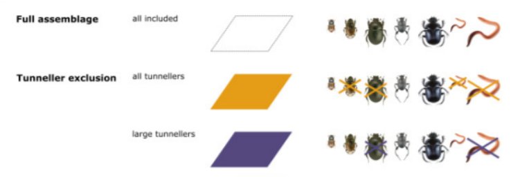 Functionally richer communities improve ecosystem functioning: this was the main conclusion of ALTER-Net's recently-published multi-site research which explored the impact of dung beetle assemblages on dung and seed dispersals.