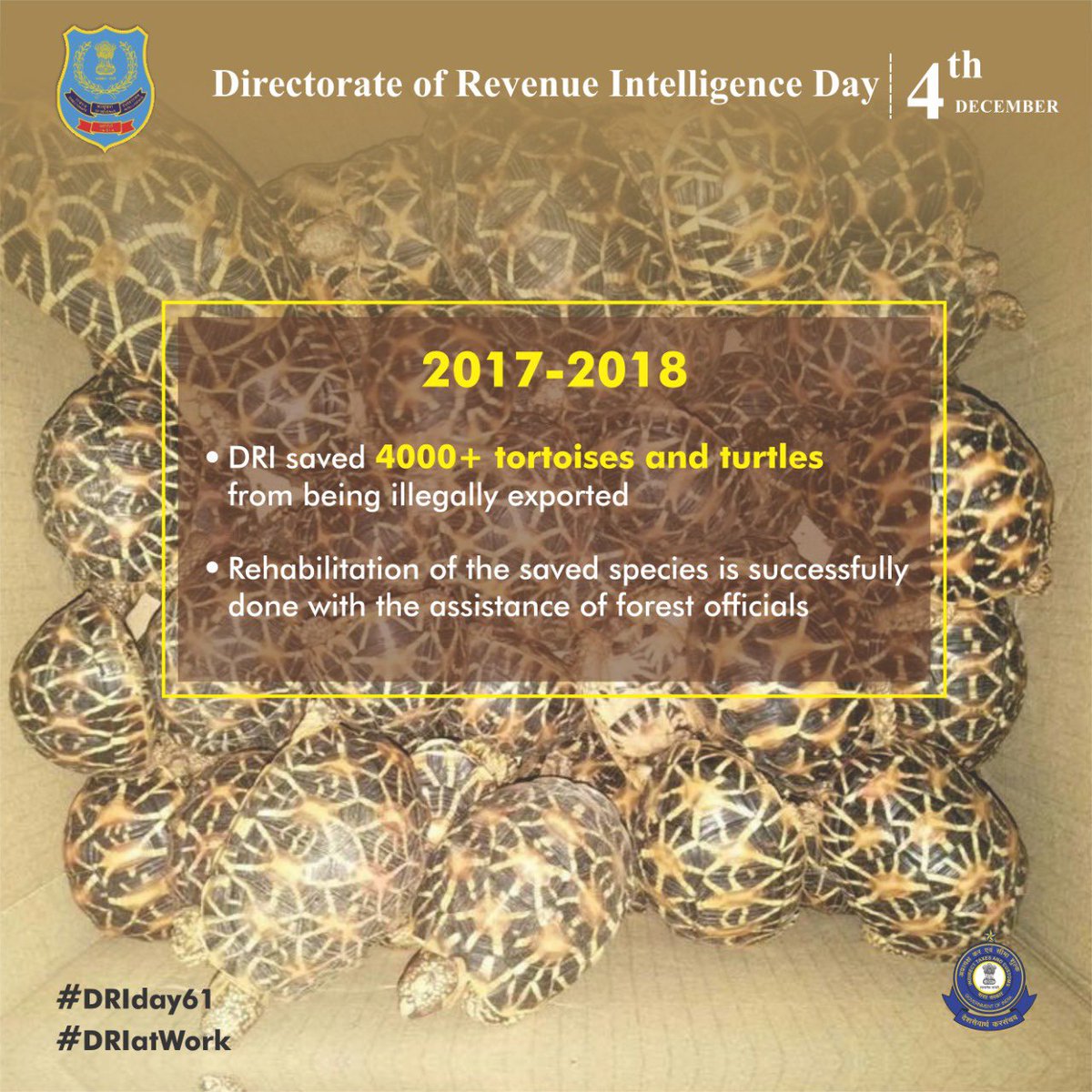 In 2017-18, DRI saved over 4000 tortoises and turtles from being illegally exported out of the country. With the assistance of forest officials, all the saved species were successfully rehabilitated #DRIday61