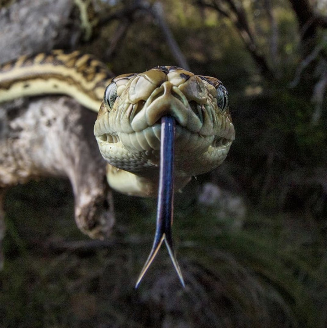 Snake it til you make it 🐍
Shot by @adam_brice_wild_life
#WeAreExplorers