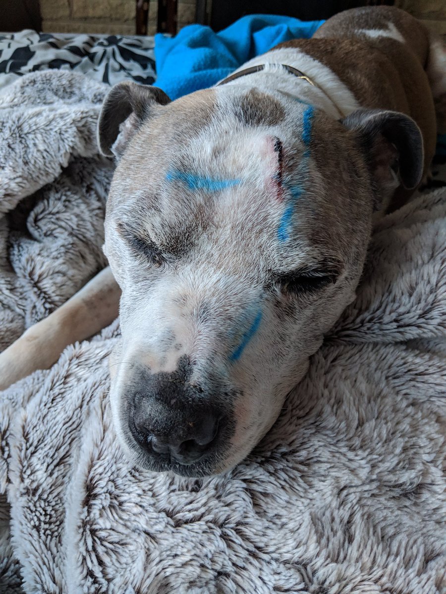 I'm Home from hospital, op 80% successful, still on LOTS of medication, had to get home to my boy. Two sick notes together...but I'm on the road to recovery .....and Buster is fighting hard after his intense radiotherapy....#RoadToRecovery #ISYMFS #BestDogInTheWorld #Buster&Nick