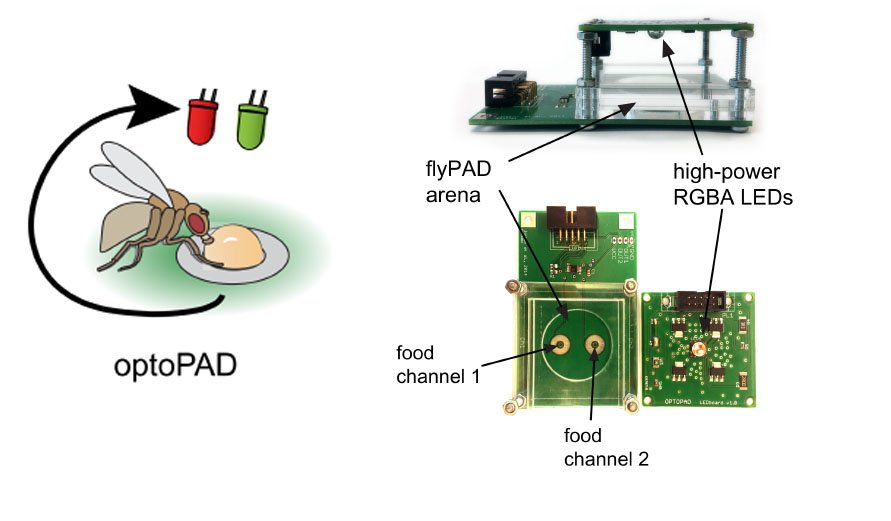 RibeiroCarlitos's tweet photo. Very proud to share our latest method allowing us to create #VirtualReality for taste - the optoPAD -  do closed-loop  optogenetic #neurons circuit manipulations in freely behaving #Drosophila while monitoring #feeding - https://t.co/jqFBH7ljJC #neuroscience https://t.co/qQ20BPgDit