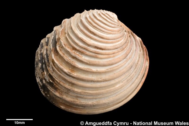 CardiffCurator's tweet photo. No it isn't the planet Venus (which was clearly visible in the sky today) but the Venus clam, Venus casina, first described by Linnaeus back in 1758! https://t.co/zlaEMz4ad1 #Venus https://t.co/cZXjKlrBFd