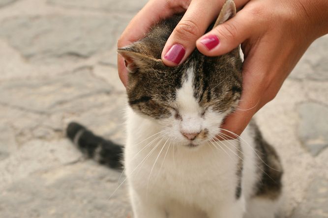 Woman late for work after stopping to stroke a cat for 10 minutes
buff.ly/2Ucjzqe