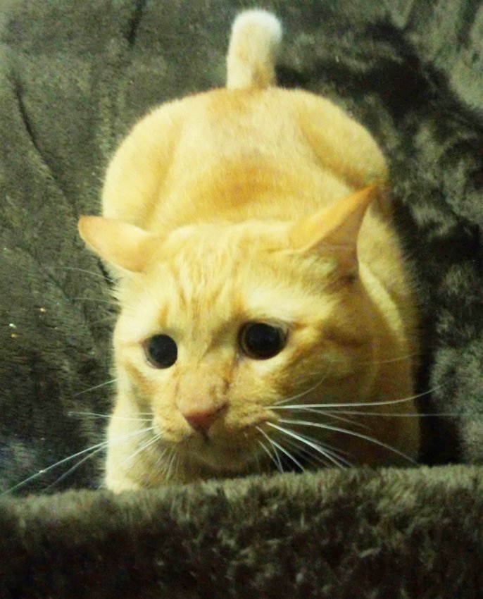 水滴　#タレ目猫そむ　#タレ目猫そむが可愛すぎるんじゃ 