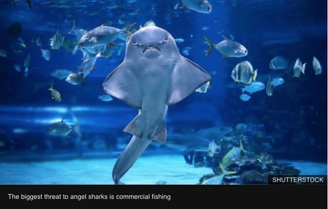 Save Our Seas tweet media