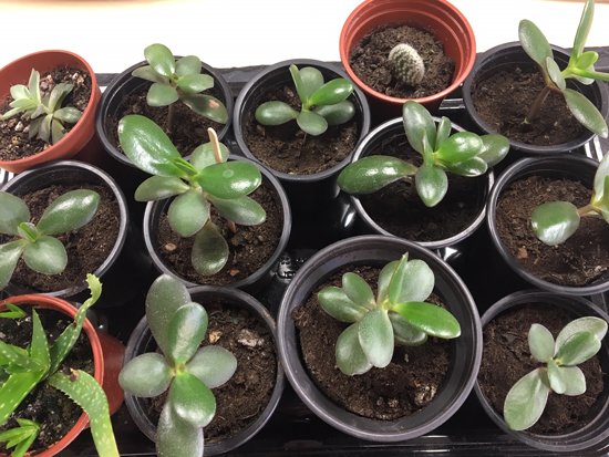 ueaenv's tweet image. Electrical Amnesty ⚡️

Next week we will be holding an electrical amnesty in the ENV Social Space for unloved and broken work electrical items.

In return receive your very own pot plant to care for 👇🌵

#UEAScience #UEAGreenImpact @SustainableUEA @UEAScifacility #office #plants