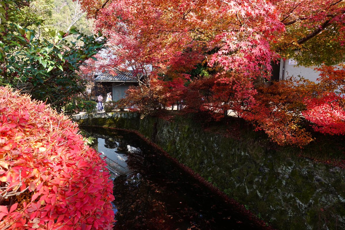 京都の紅葉 建仁寺 両足院 東福寺 勝林寺 光明院 妙法院 智積院 清水寺 Togetter