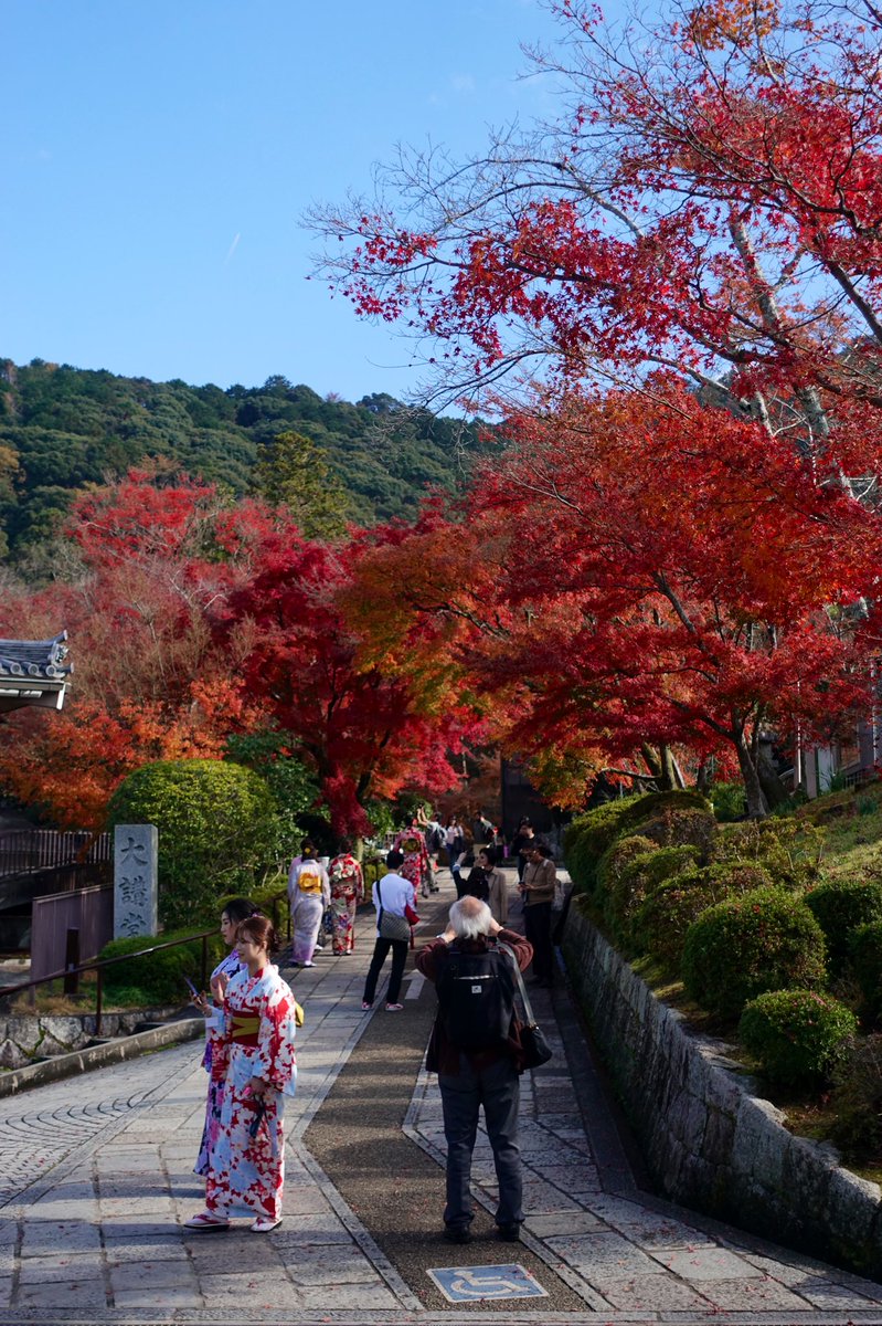 京都の紅葉 建仁寺 両足院 東福寺 勝林寺 光明院 妙法院 智積院 清水寺 Togetter